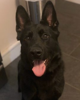 Leonidas